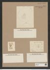 Stephanopyxis apiculata Ehr. (de-Toni-Nr.: Genus 187, Species 4622) Zeichnungen Sammlung Grunow Nr. 8241 (NHMW-BOT-W0377634)